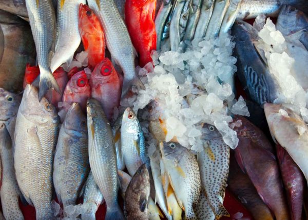 Esportazione pesce in Russia Sanzioni