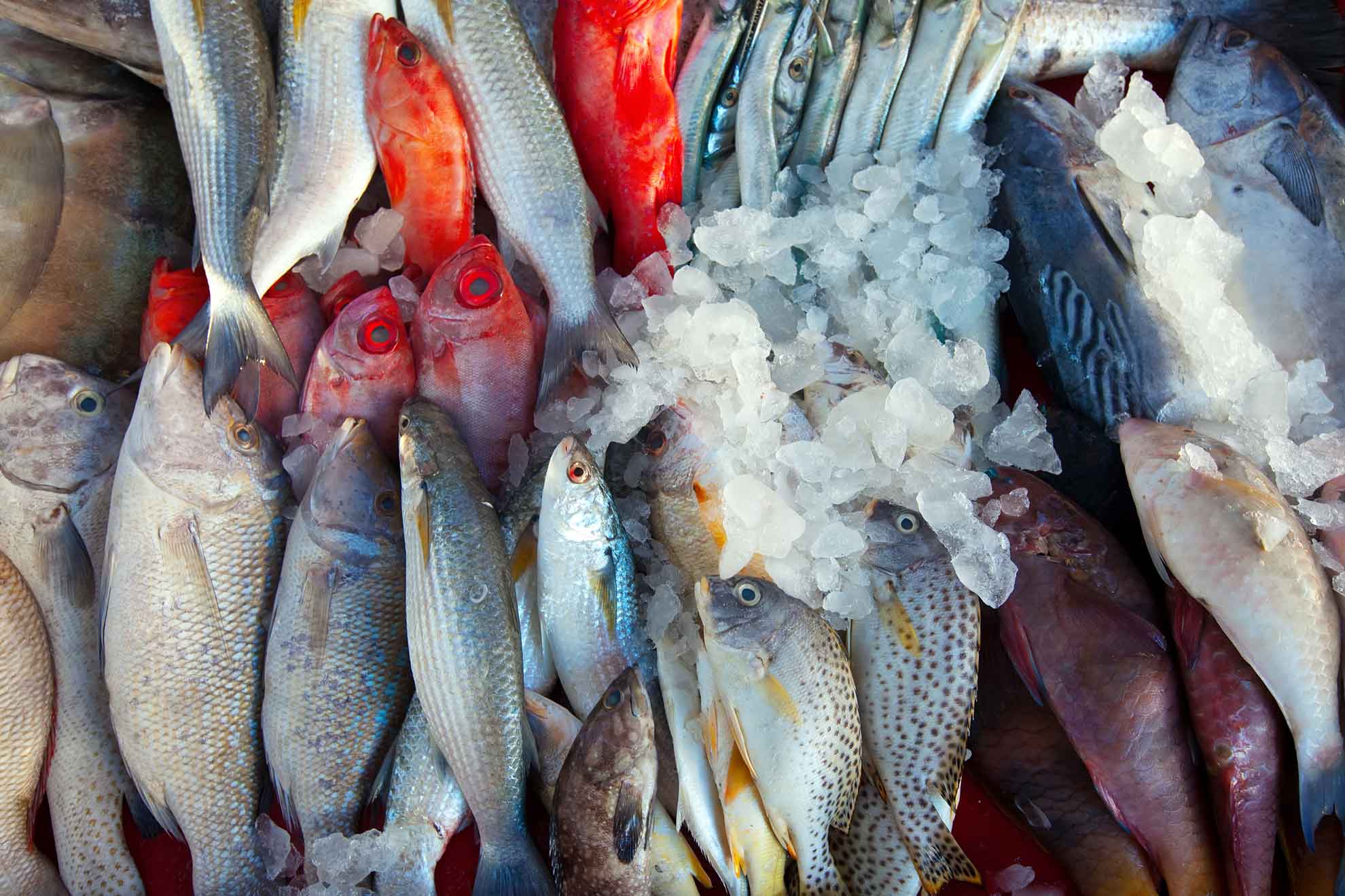 Esportazione pesce in Russia Sanzioni