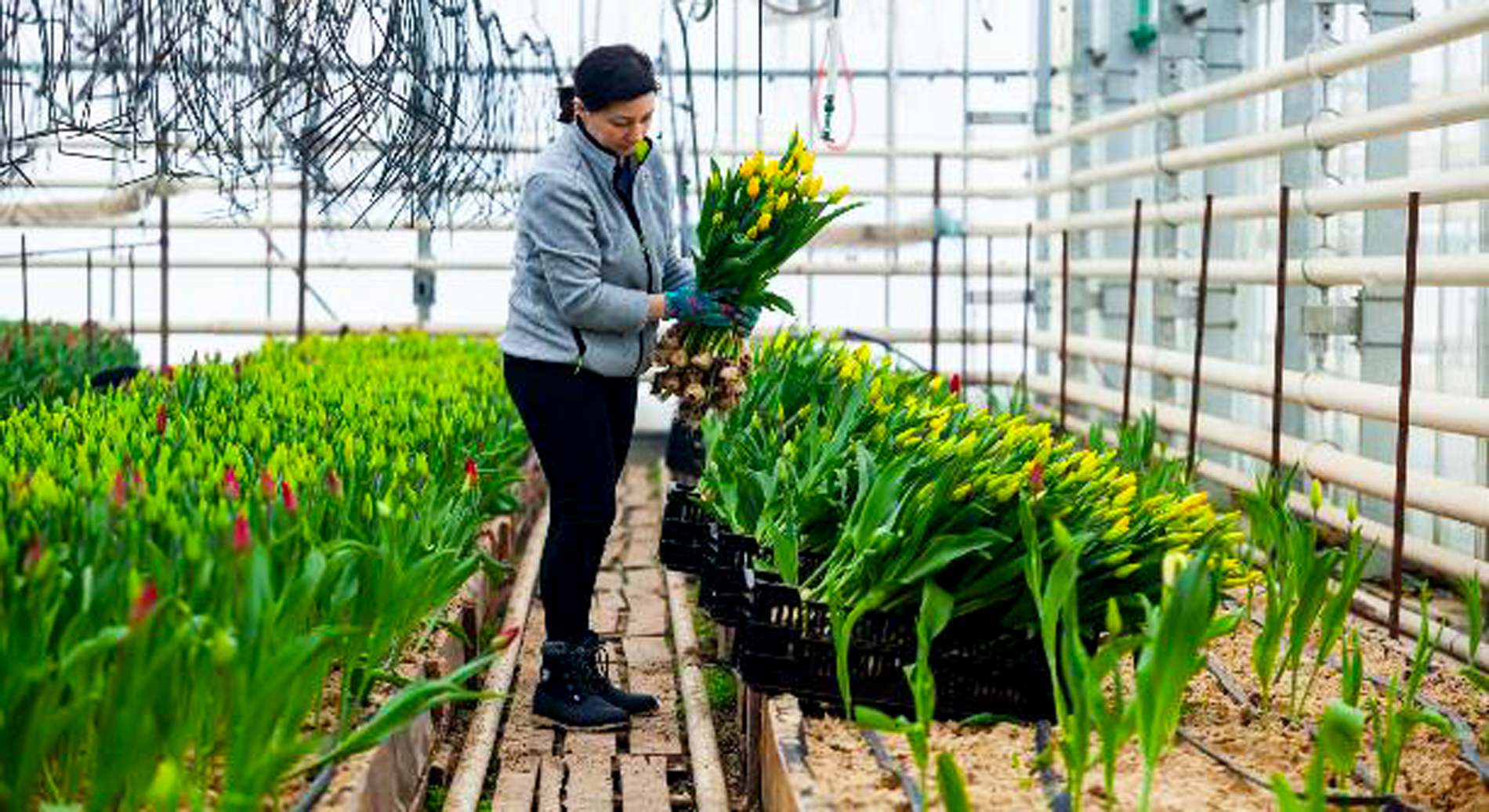 coltivazioni dei tulipani in Russia in difficoltà