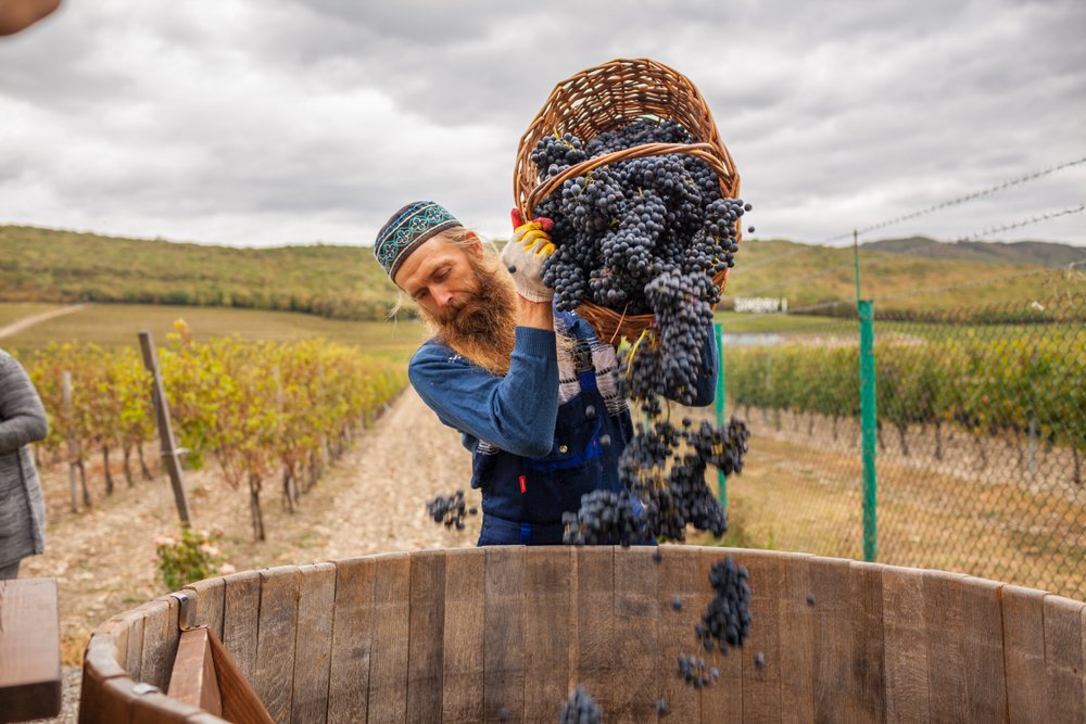 aziende vinicole russe
