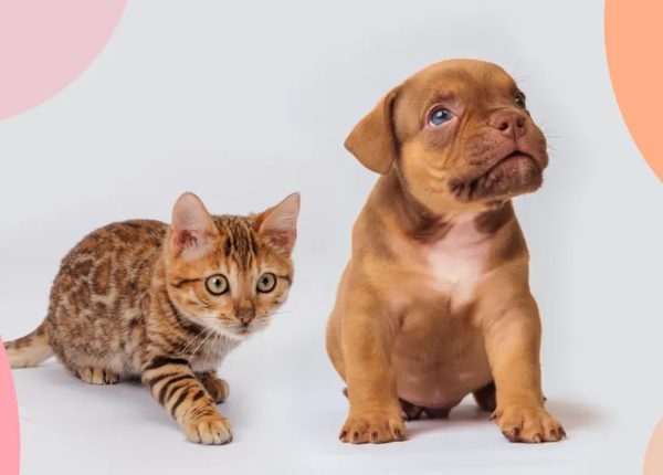 prodotti Pet Care russia