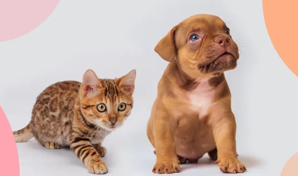 prodotti Pet Care russia