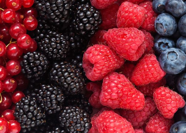 Coltivare bacche e frutti di bosco in Russia investimento