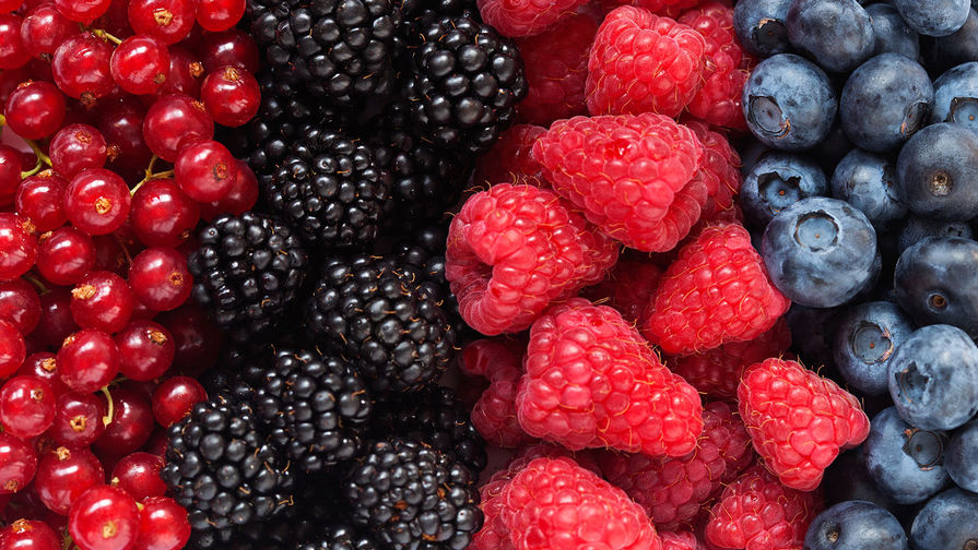 Coltivare bacche e frutti di bosco in Russia investimento