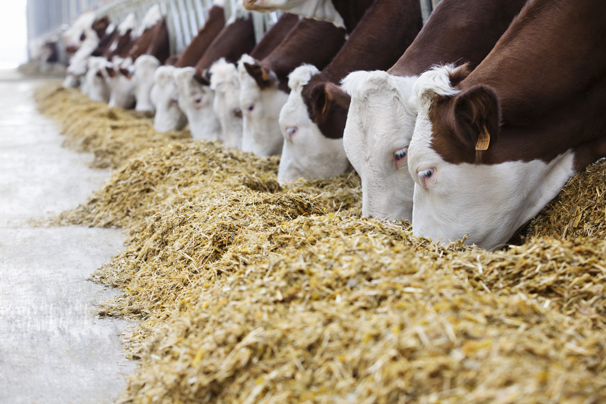 investimenti in russia pet food mangimi